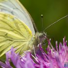 Schmetterling Macro