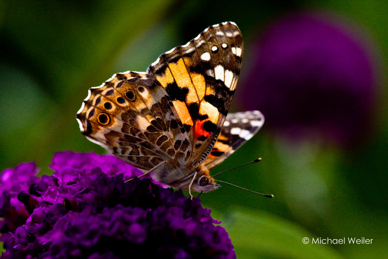 Schmetterling Macro