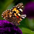 Schmetterling Macro