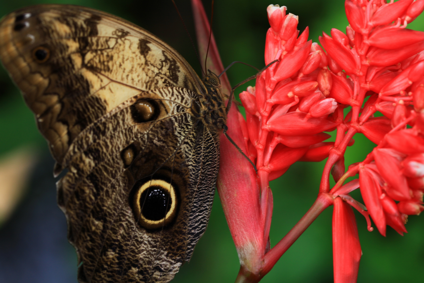 Schmetterling, Macro