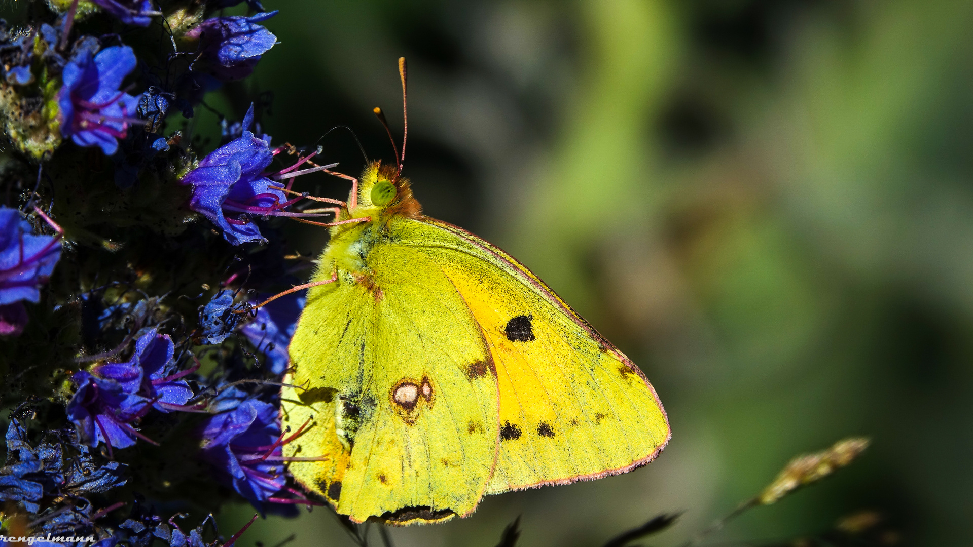 Schmetterling Madeira