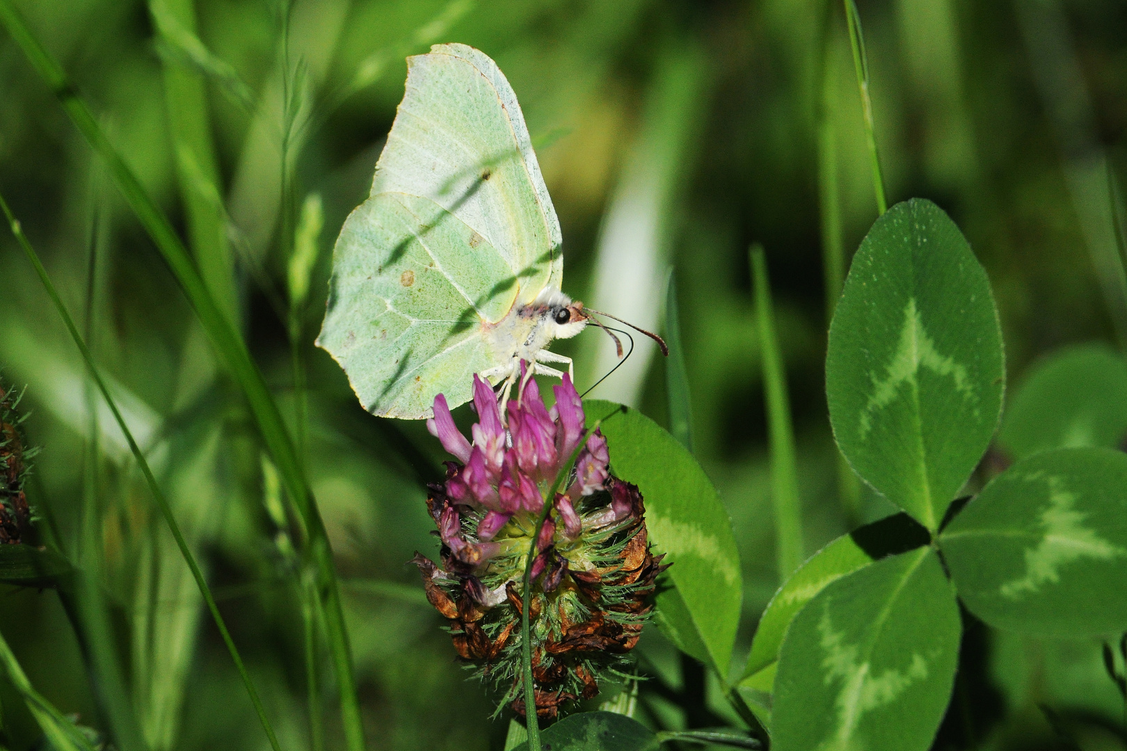 Schmetterling mag den grünen Klee!