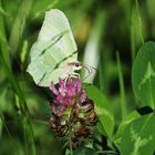 Schmetterling mag den grünen Klee!