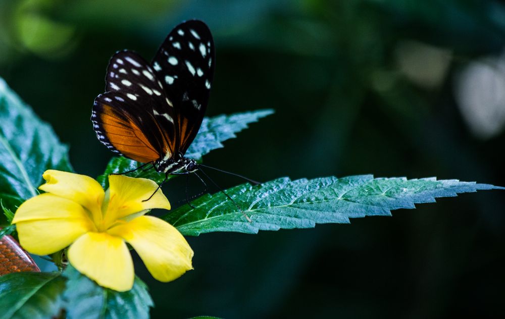 Schmetterling, Mainau