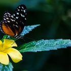 Schmetterling, Mainau
