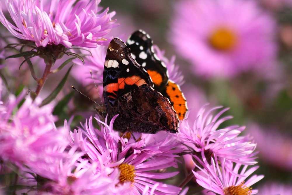 Schmetterling Makro [2]