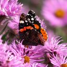 Schmetterling Makro [2]