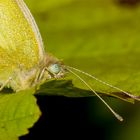 Schmetterling Makro