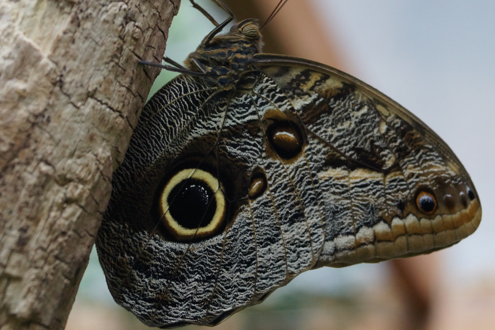 Schmetterling Makro