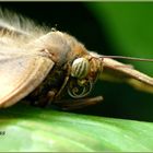 Schmetterling Makro