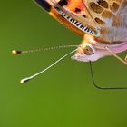 Schmetterling Makro