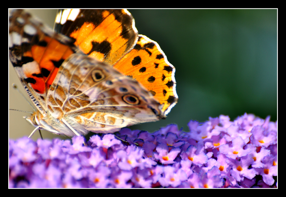 Schmetterling_ Makro