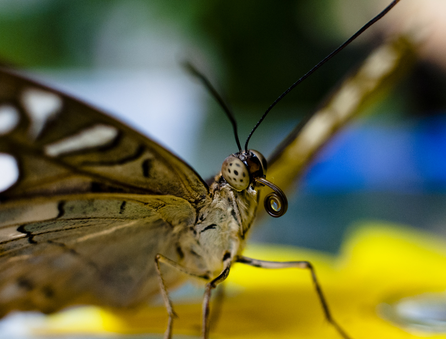 Schmetterling Makro