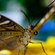 Schmetterling Makro