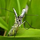 Schmetterling Makro | Butterfly Makro