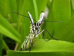 Schmetterling Makro | Butterfly Makro