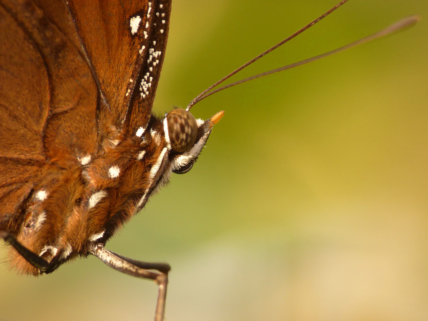 Schmetterling-Makro