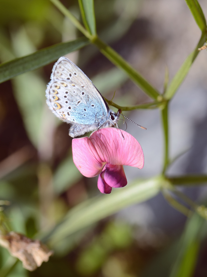 Schmetterling Makro Foto Serie I