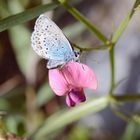 Schmetterling Makro Foto Serie I