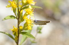 Schmetterling Makro Foto Serie II
