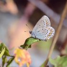 Schmetterling Makro Foto Serie III