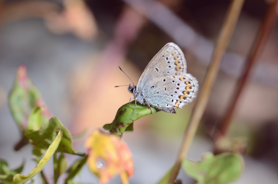 Schmetterling Makro Foto Serie III