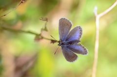 Schmetterling Makro Foto Serie IV