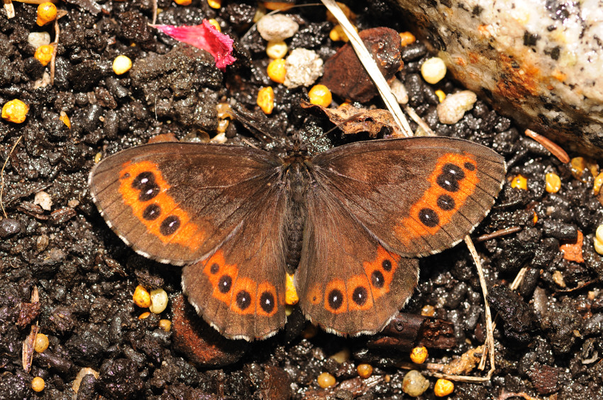 Schmetterling Makro II *Waldmohrenfalters, Erebia ligea*