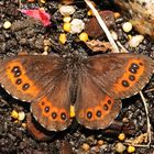 Schmetterling Makro II *Waldmohrenfalters, Erebia ligea*