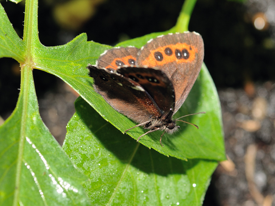 Schmetterling Makro *Waldmohrenfalters, Erebia ligea*