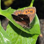 Schmetterling Makro *Waldmohrenfalters, Erebia ligea*