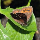 Schmetterling Makro *Waldmohrenfalters, Erebia ligea*