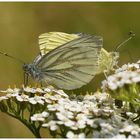 Schmetterling mal 2 macht ?