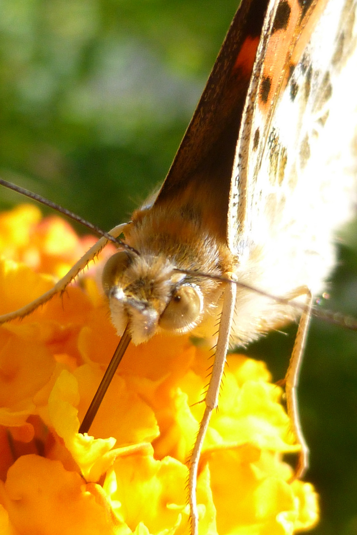 Schmetterling mal anders