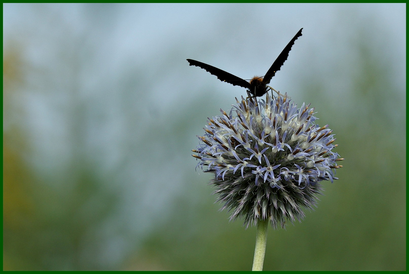 Schmetterling mal anders