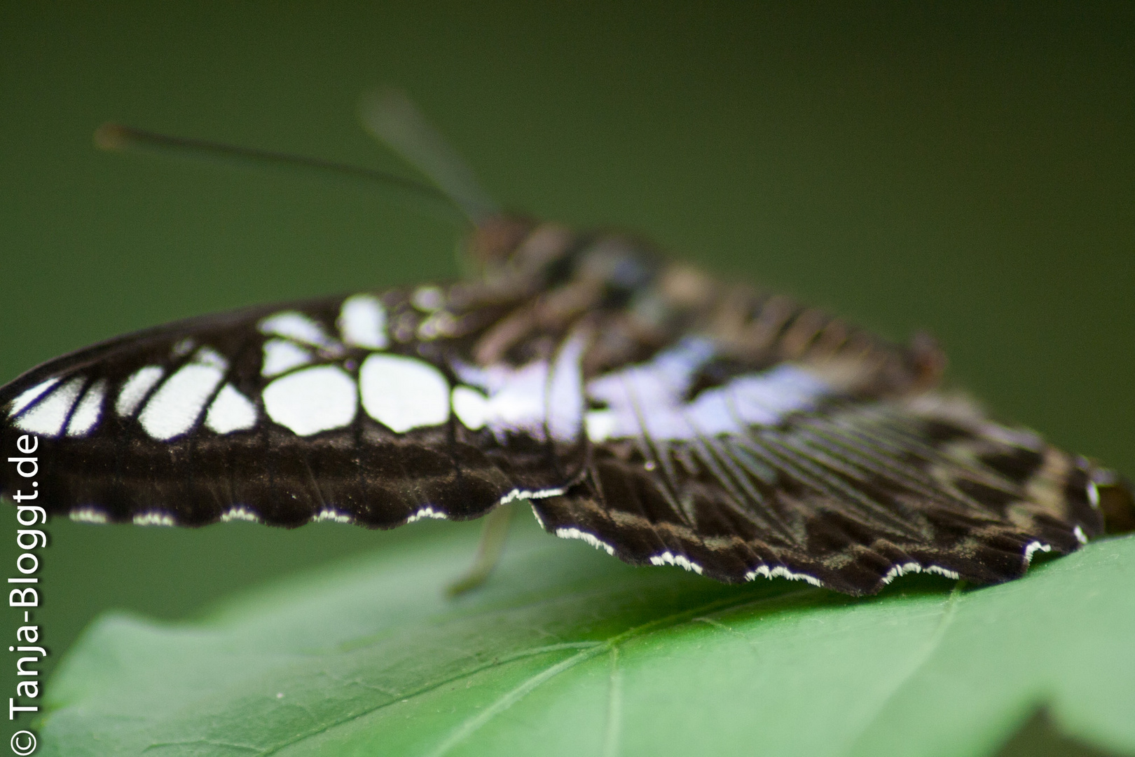 Schmetterling mal anders