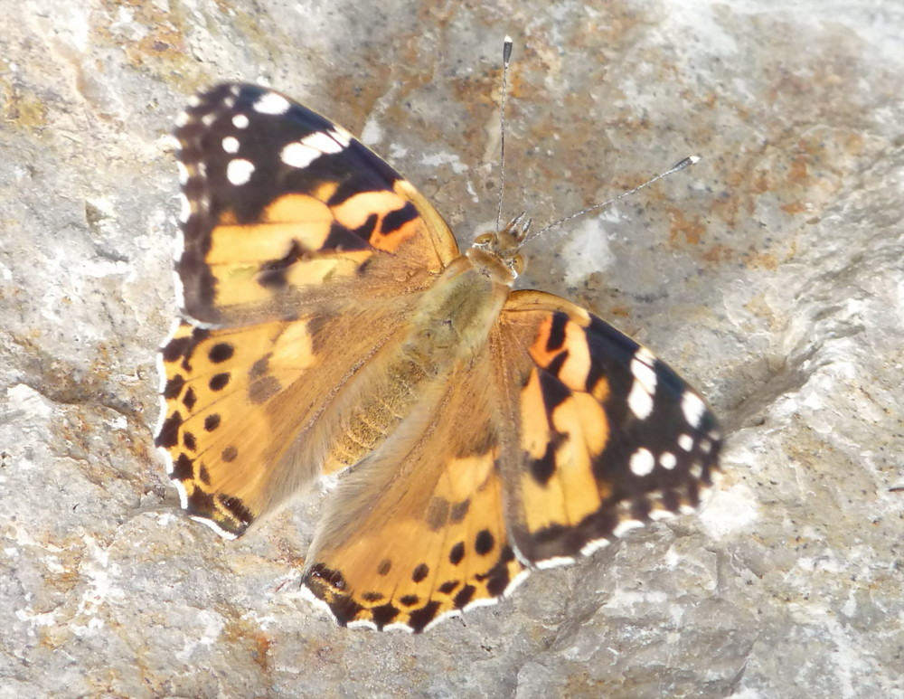 Schmetterling mal ganz nah