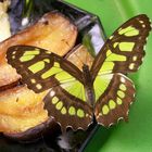 Schmetterling "Malachit" (siproeta stelenes)