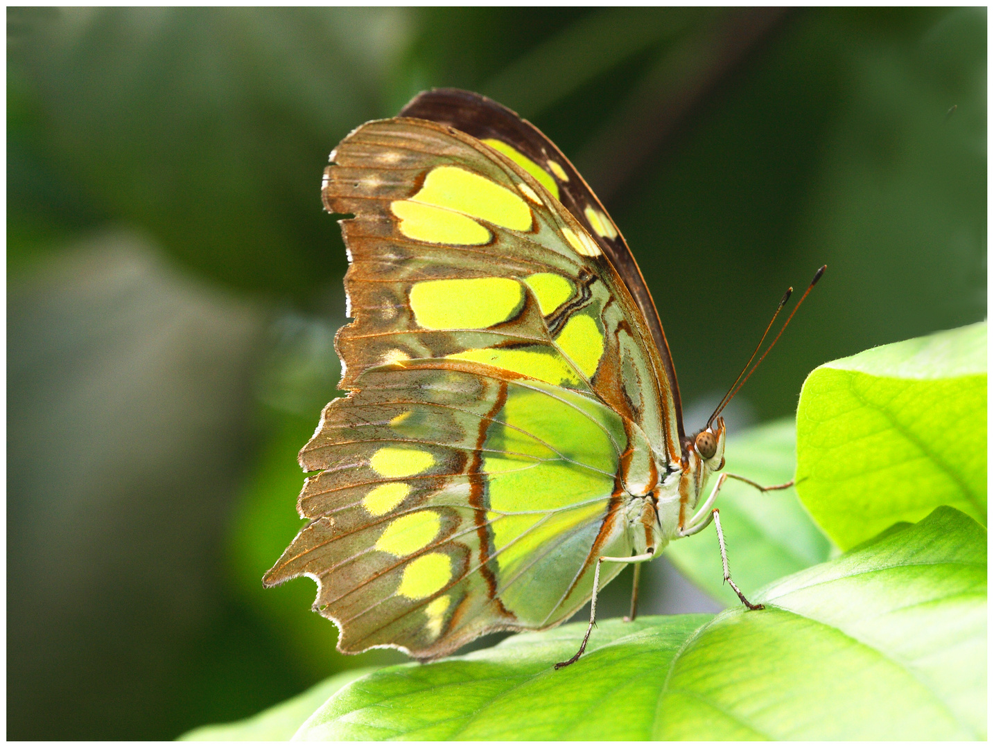 Schmetterling "Malachiteule"