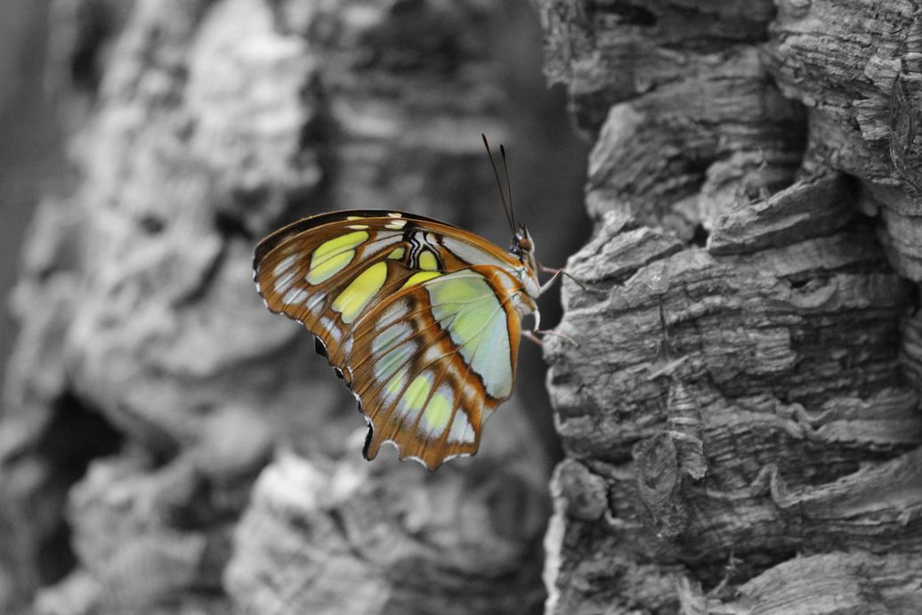 Schmetterling (Malachitfalter) in schwarz/weiß