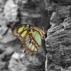 Schmetterling (Malachitfalter) in schwarz/weiß