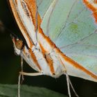 Schmetterling Malachitfalter Siproeta stelenes