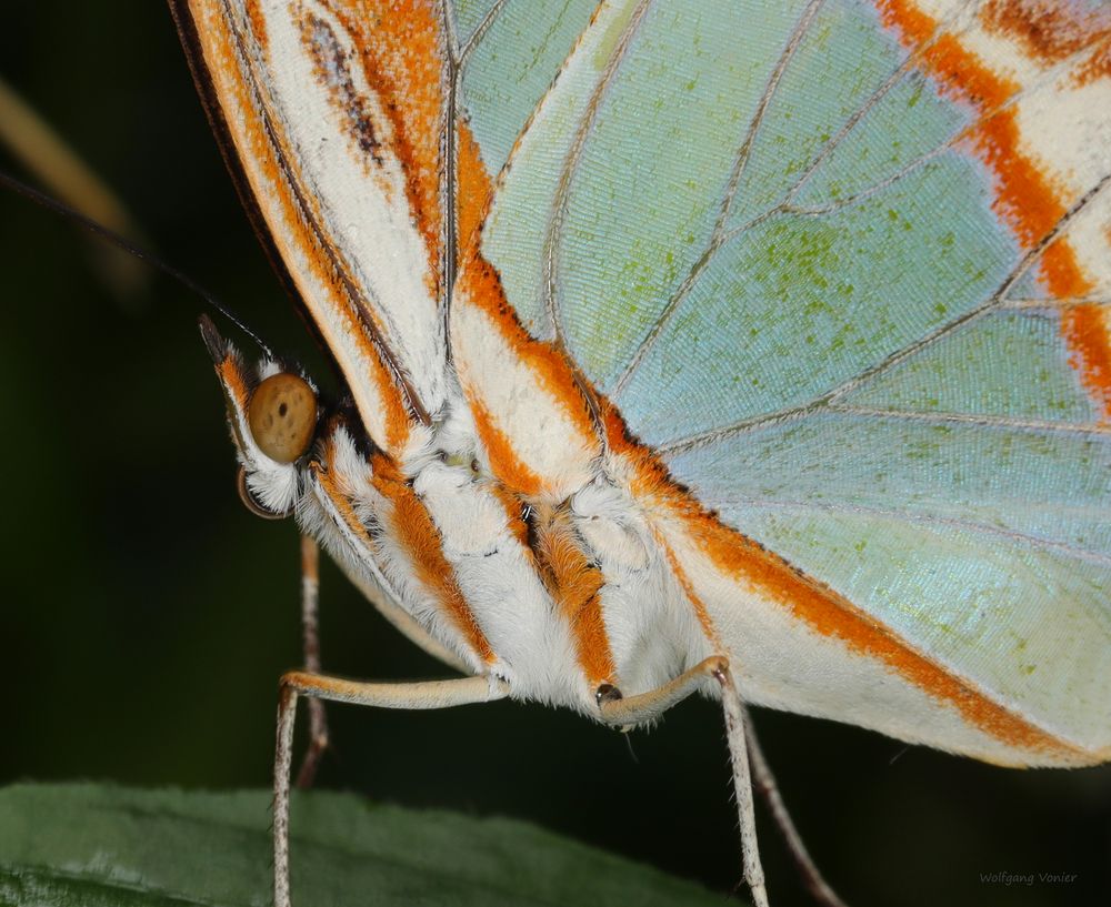 Schmetterling Malachitfalter Siproeta stelenes