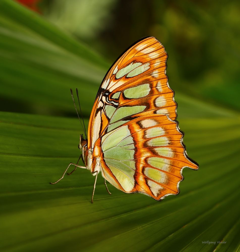 Schmetterling-Malachitfalter (Siproeta stelenes)