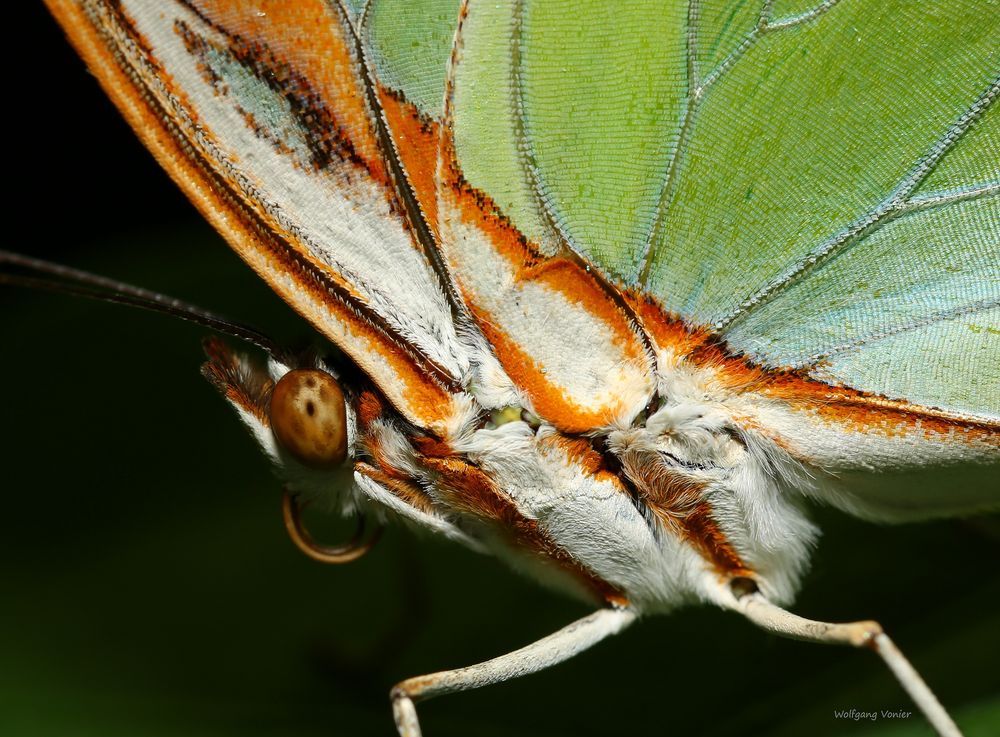 Schmetterling-Malachitfalter Siproeta stelenes vom 28.12.2018