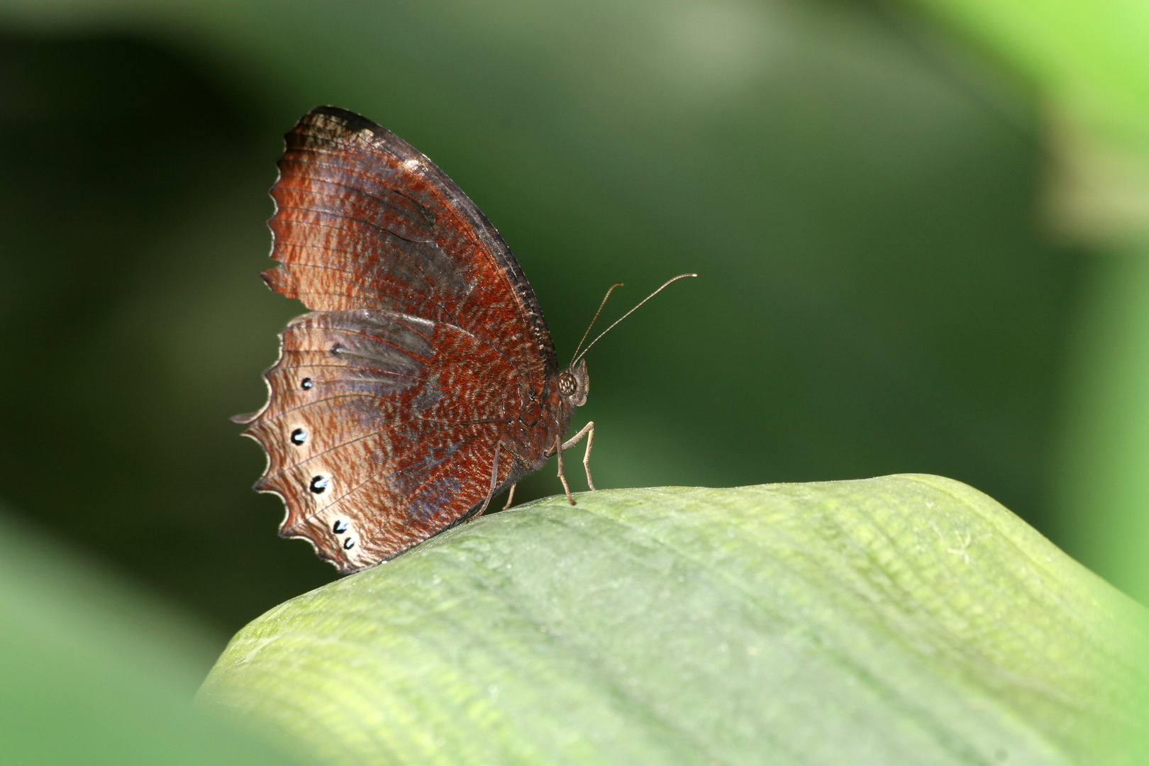 Schmetterling (Malaysia)