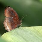 Schmetterling (Malaysia)