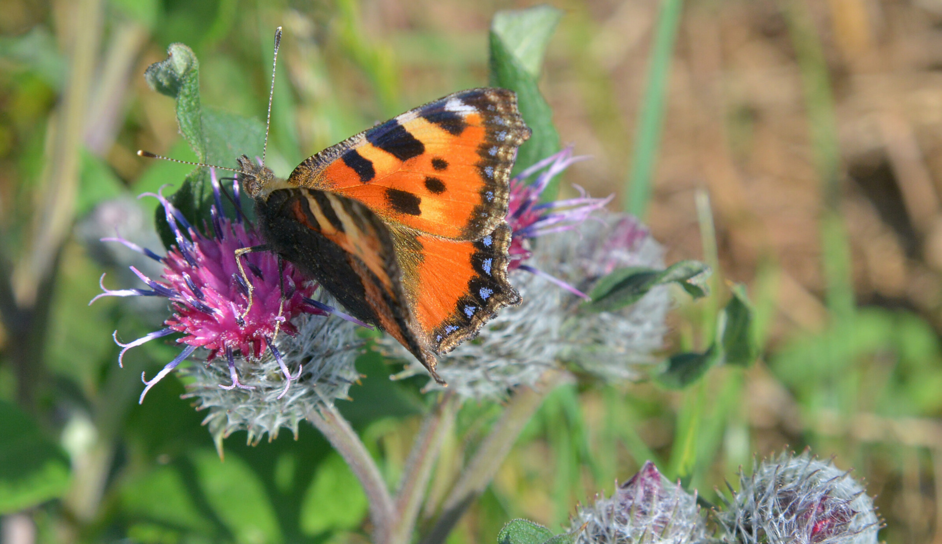 Schmetterling (mariposa)