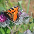 Schmetterling (mariposa)