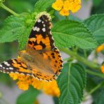 Schmetterling (mariposa)